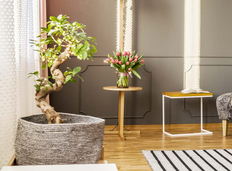 Vasi per bonsai: I migliori in plastica, ceramica e legno con